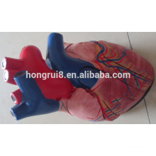 Medical Plastic Human Heart Modelo anatômico